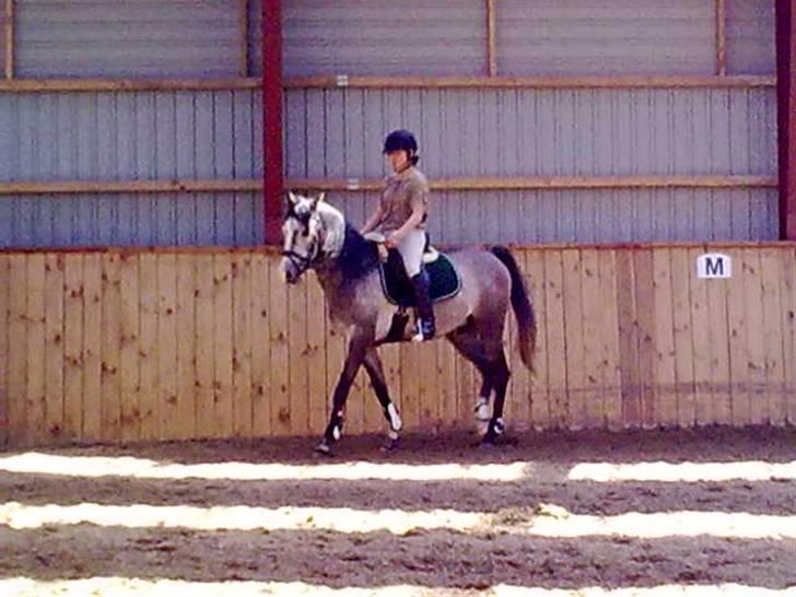 Arabisk fuldblod (OX)  Akeem Balur  billede 11