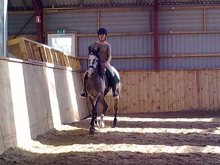 Arabisk fuldblod (OX)  Akeem Balur  billede 12