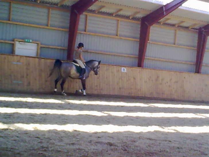 Arabisk fuldblod (OX)  Akeem Balur  billede 14