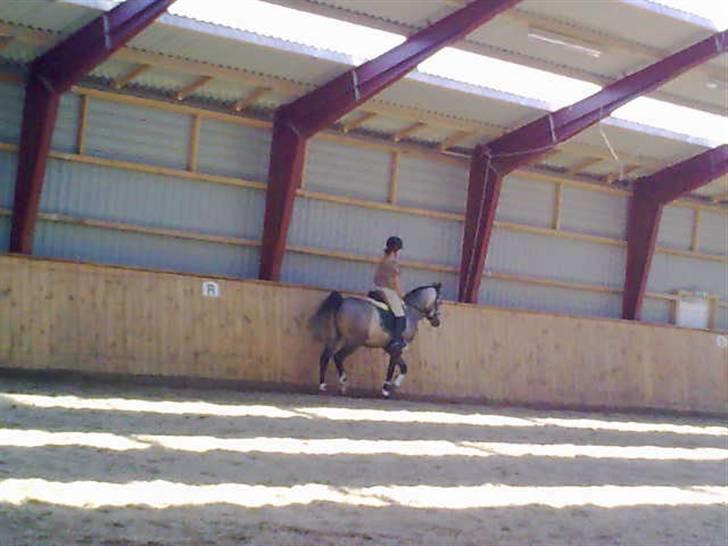 Arabisk fuldblod (OX)  Akeem Balur  billede 16