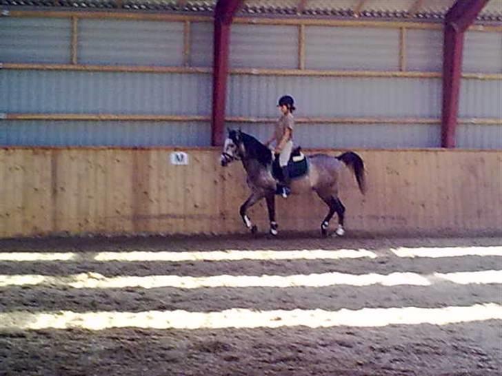 Arabisk fuldblod (OX)  Akeem Balur  billede 17