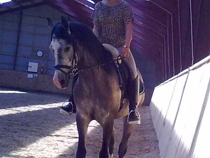 Arabisk fuldblod (OX)  Akeem Balur  billede 19