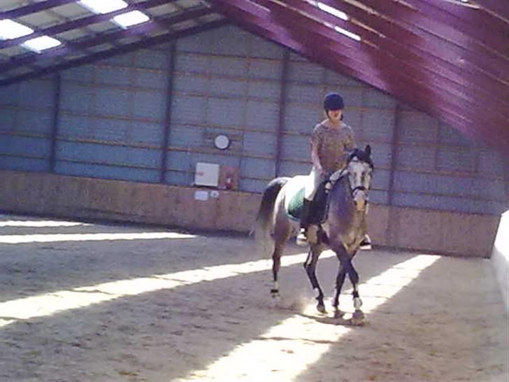 Arabisk fuldblod (OX)  Akeem Balur  billede 20