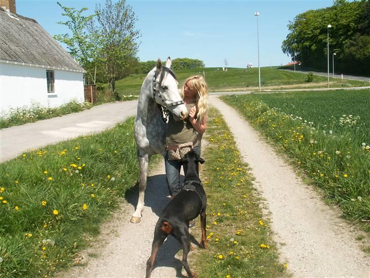 Arabisk fuldblod (OX) Silver Baby OX billede 1