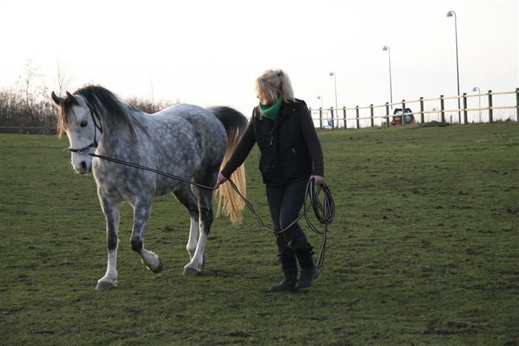 Arabisk fuldblod (OX) Silver Baby OX billede 2