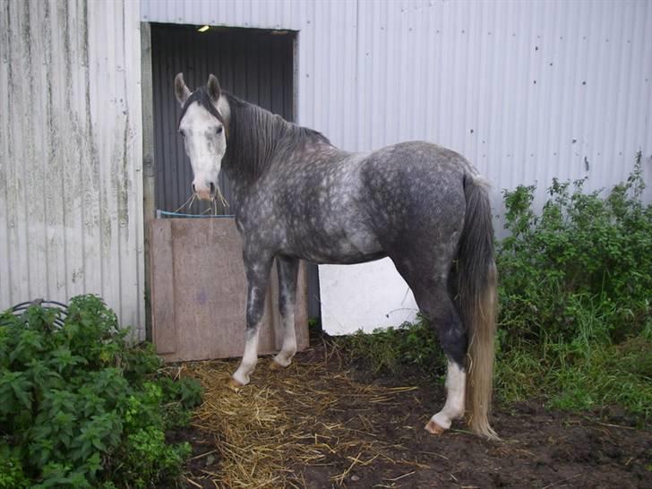 Arabisk fuldblod (OX) Silver Baby OX billede 3