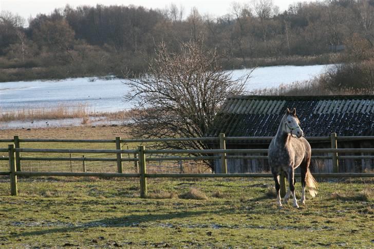 Arabisk fuldblod (OX) Silver Baby OX billede 4