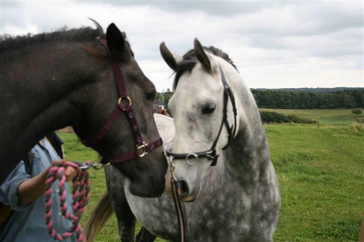 Arabisk fuldblod (OX) Silver Baby OX billede 5