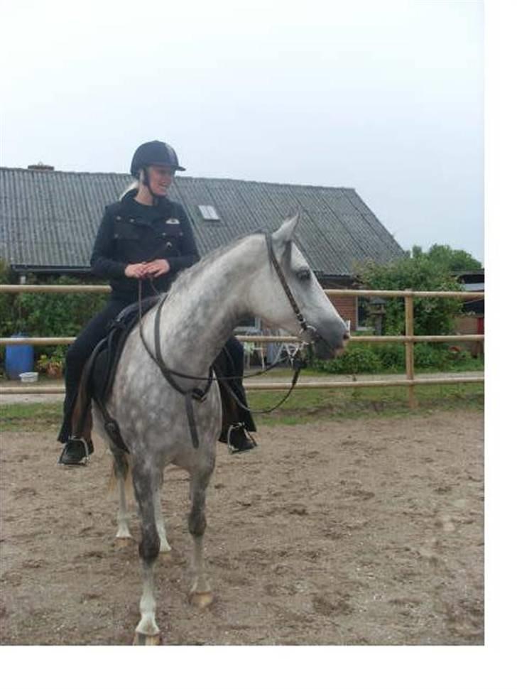 Arabisk fuldblod (OX) Silver Baby OX billede 7