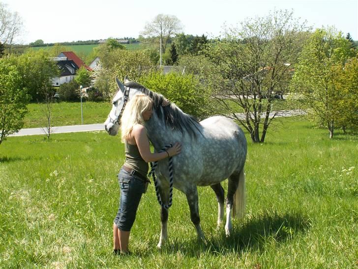 Arabisk fuldblod (OX) Silver Baby OX billede 8