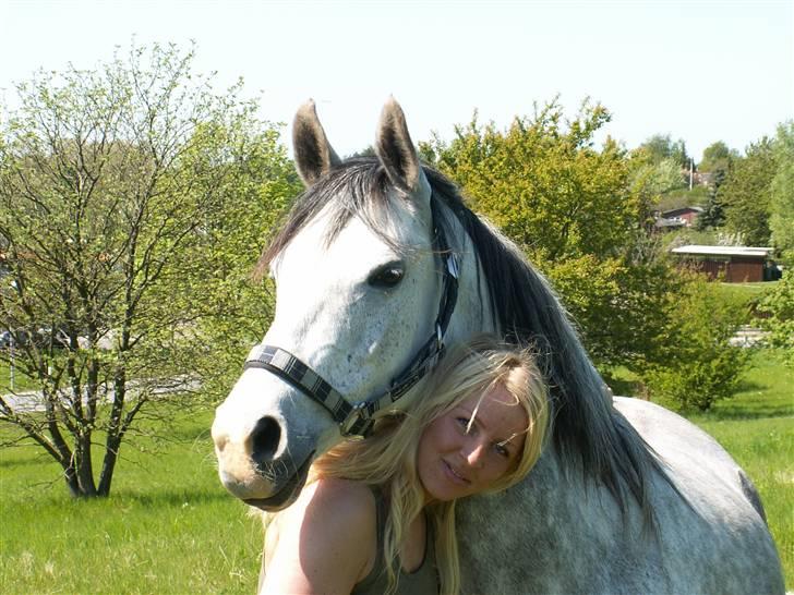 Arabisk fuldblod (OX) Silver Baby OX billede 9