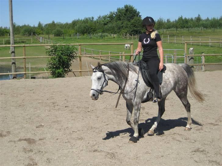 Arabisk fuldblod (OX) Silver Baby OX billede 10