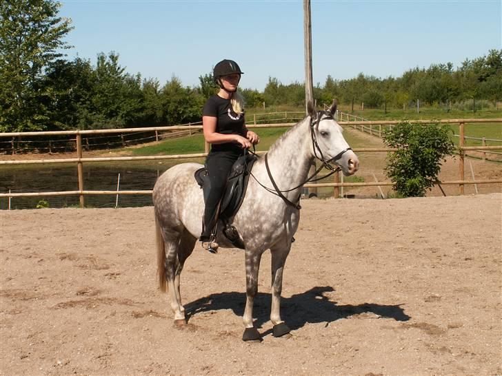 Arabisk fuldblod (OX) Silver Baby OX billede 11