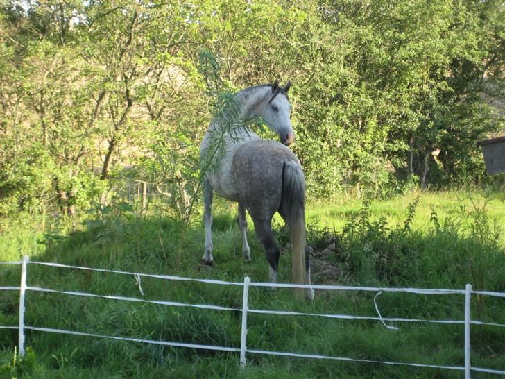 Arabisk fuldblod (OX) Silver Baby OX billede 12
