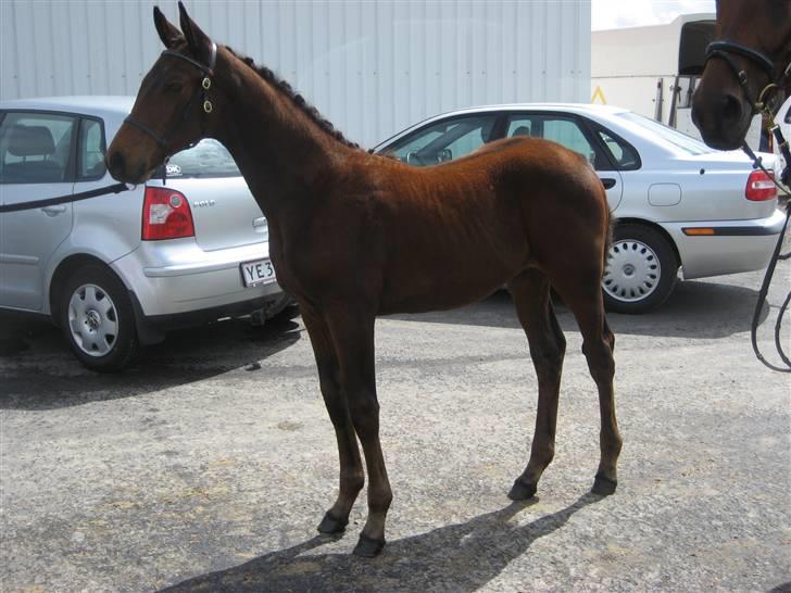 Dansk Varmblod A.B. Carsilla "SOLGT" billede 10