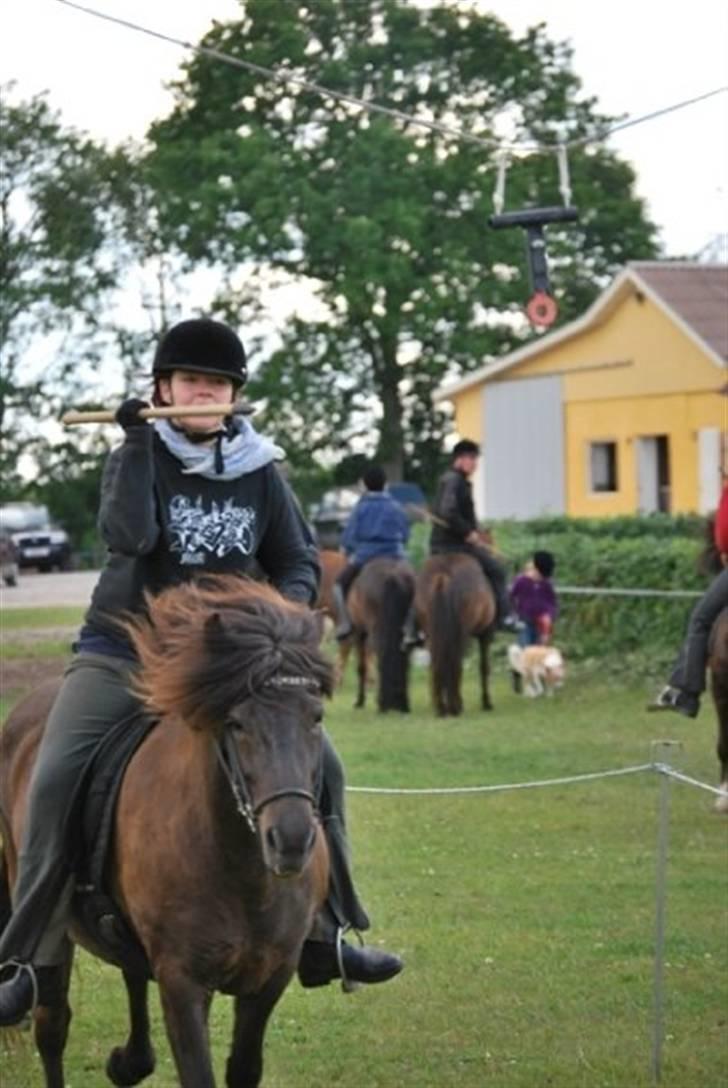 Islænder Katla (also known as Bimsen) - Spøjst billede af "tossen" og jeg til ringridning! billede 17