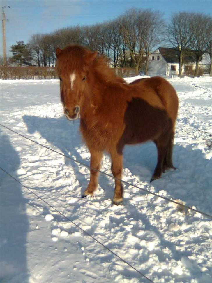 Islænder Röskva fra Vinkelhede billede 2