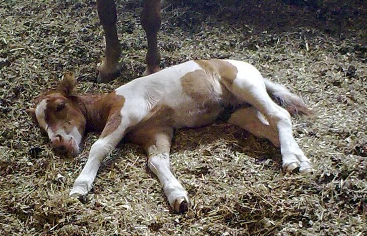 Shetlænder Gucci - Solgt&Savnet! <3 - 1) Velkommen, til den lille frækkerts profil, læg gerne en kommentar, og en bedømmelse.. billede 1