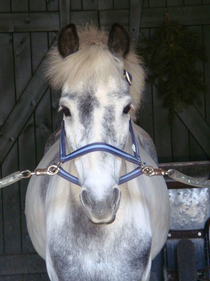 Pinto | Manto RIP - 24.02.2011 - Nr. 1 Velkommen til Manto´s Profil! (:  billede 1