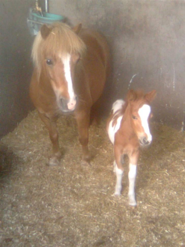 Shetlænder Gucci - Solgt&Savnet! <3 - 2) Vi bliver fotograferet.. billede 2