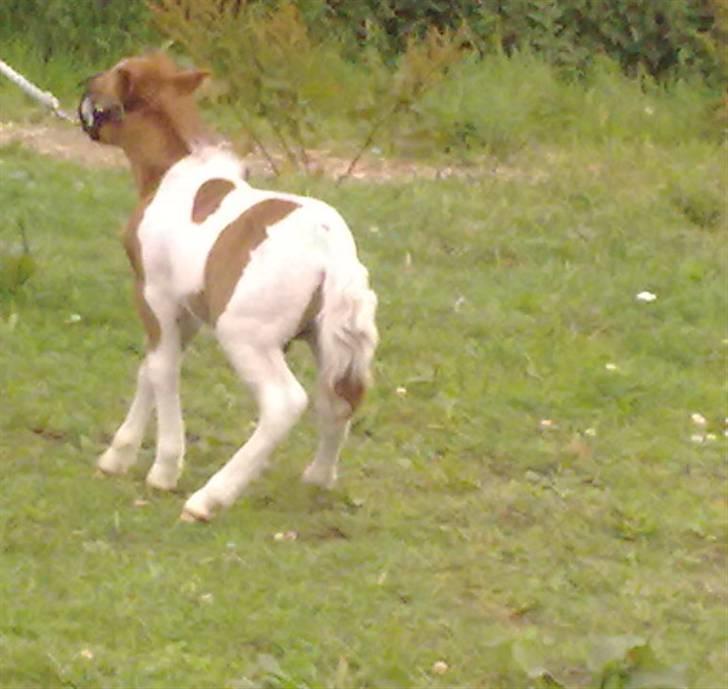 Shetlænder Gucci - Solgt&Savnet! <3 - 6) Arrh, hvorfor skal jeg hele tiden trækkes.. billede 6