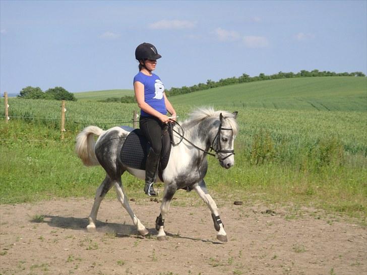 Pinto | Manto RIP - 24.02.2011 - Nr. 2 Dressur d. 24.06.2010 (: billede 2