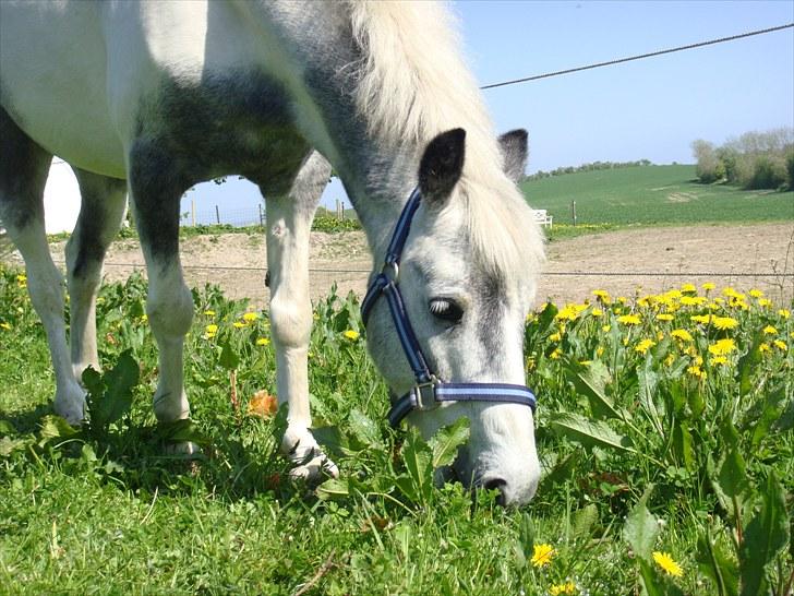 Pinto | Manto RIP - 24.02.2011 - Nr. 5 mhh, græs :D billede 5