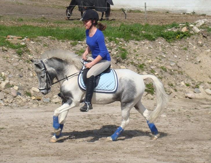 Pinto | Manto RIP - 24.02.2011 - Nr. 7 DRØMMEPONY?<3  billede 7