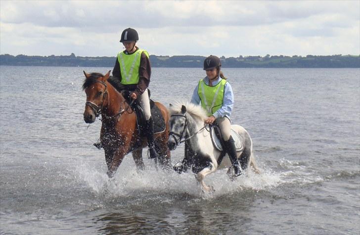Pinto | Manto RIP - 24.02.2011 - Nr. 9 Trav i havet, 13.07.2010 (: billede 9