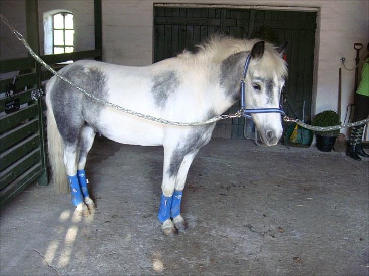 Pinto | Manto RIP - 24.02.2011 - Nr. 11 Smukke <3 billede 11