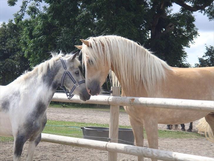 Pinto | Manto RIP - 24.02.2011 - Nr. 12 Uuh, en hoppe! :´D  billede 12