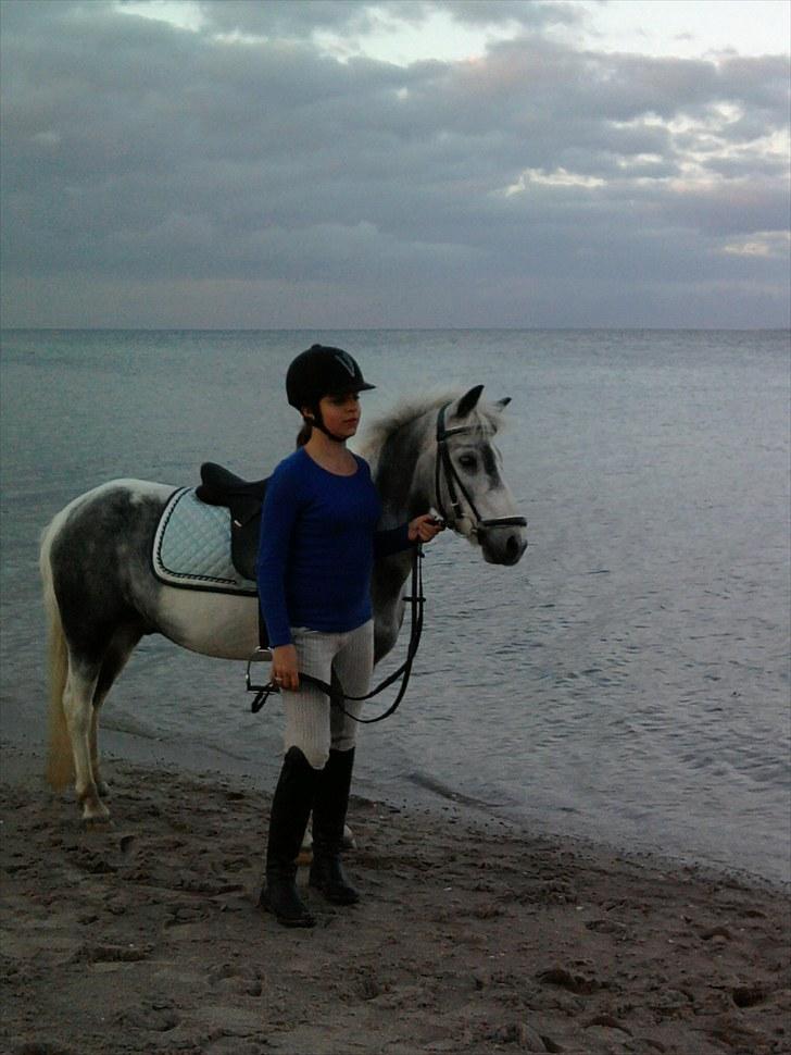 Pinto | Manto RIP - 24.02.2011 - Nr. 15 Ved stranden, d. 18 Maj 2010 (; billede 15