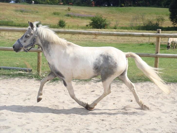 Pinto | Manto RIP - 24.02.2011 - Nr. 16 Flyvende trav! :D billede 16