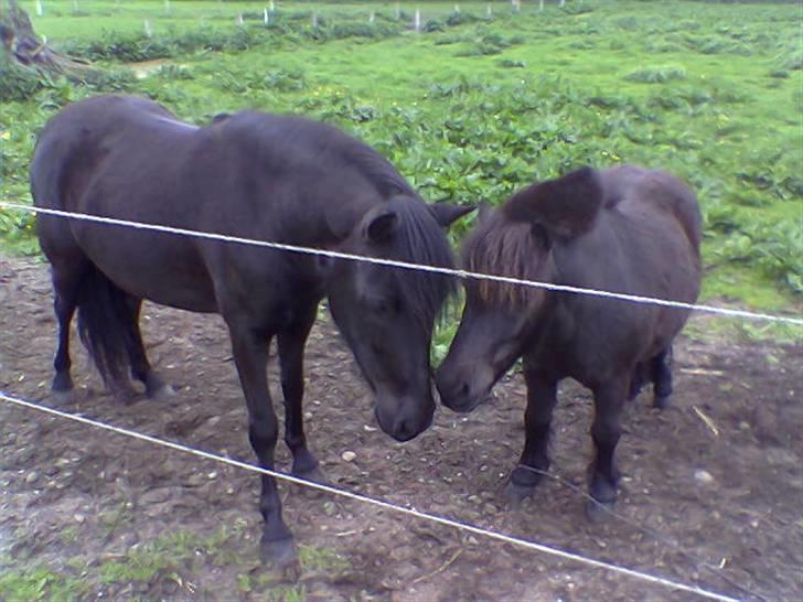 Shetlænder Speedy - 6) du to turdeldure sussi og speedy heh xD billede 6