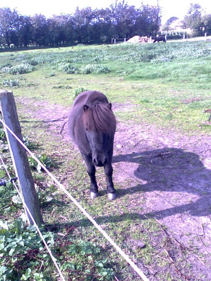 Shetlænder Speedy - 7) billede 7