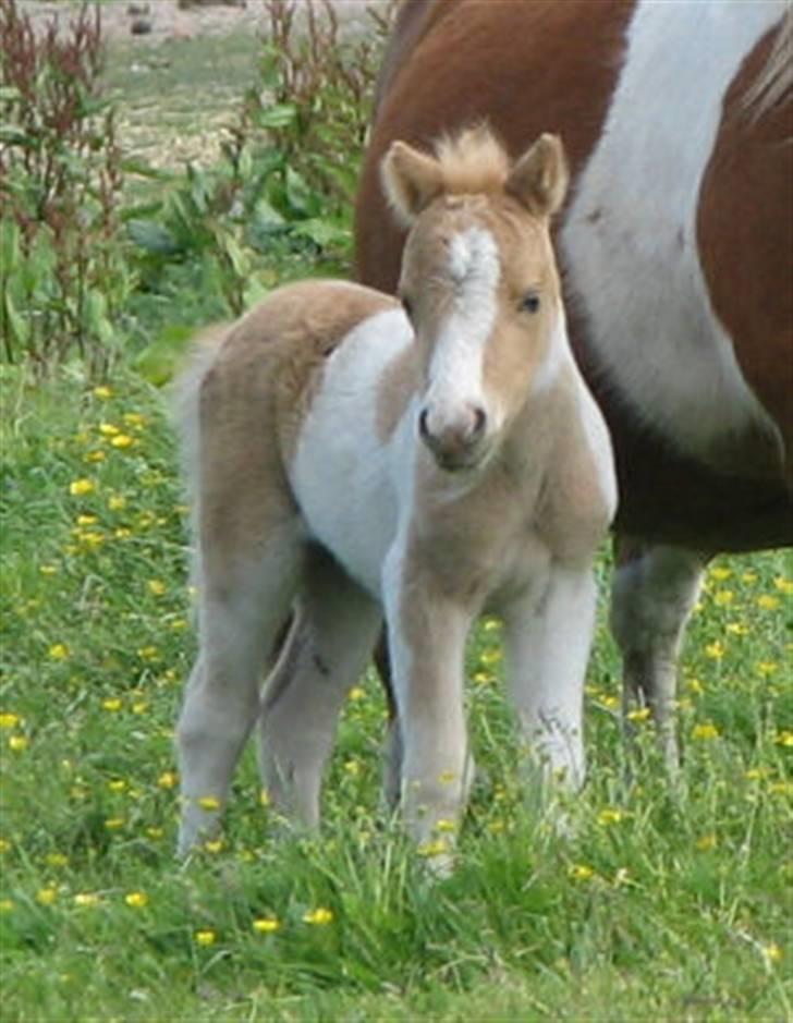 Shetlænder Stjernens Tika solgt billede 1
