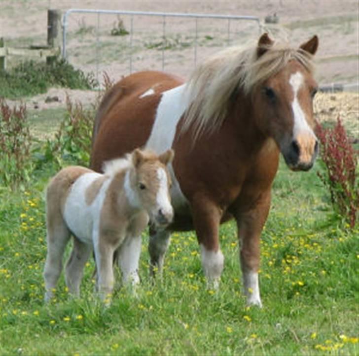 Shetlænder Stjernens Tika solgt billede 2