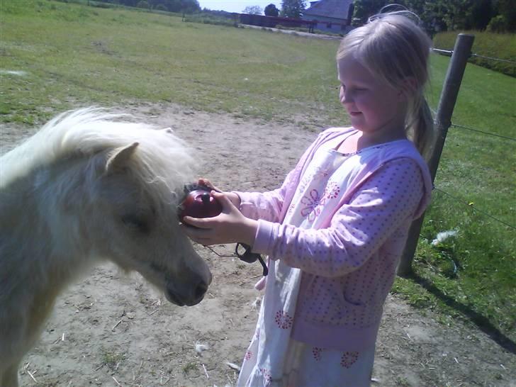 Shetlænder Stjernens Tika solgt billede 3