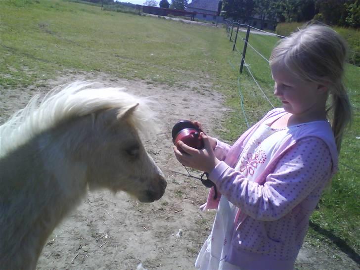 Shetlænder Stjernens Tika solgt billede 4