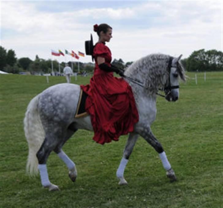 Pura Raza Española Jerezano LXVI - Til opvisning med gamle ejer. billede 4