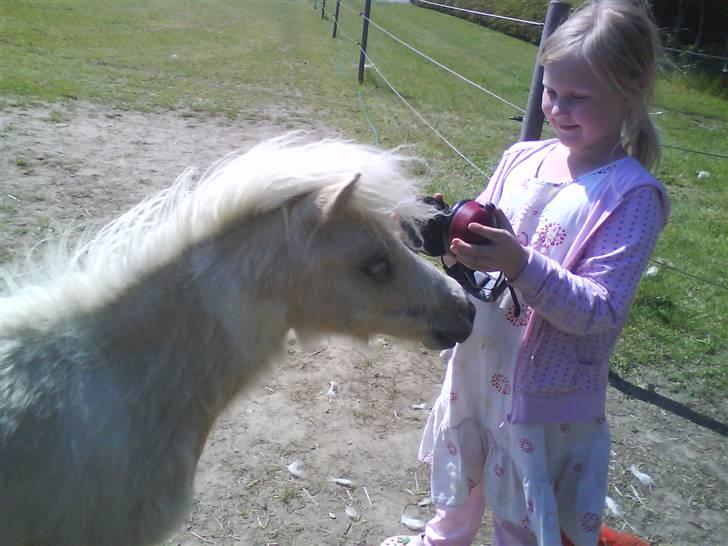 Shetlænder Stjernens Tika solgt billede 5