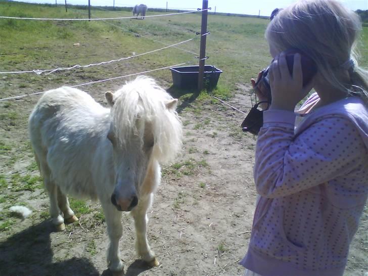 Shetlænder Stjernens Tika solgt billede 6