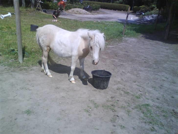 Shetlænder Stjernens Tika solgt billede 7