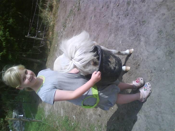 Shetlænder Stjernens Tika solgt billede 8