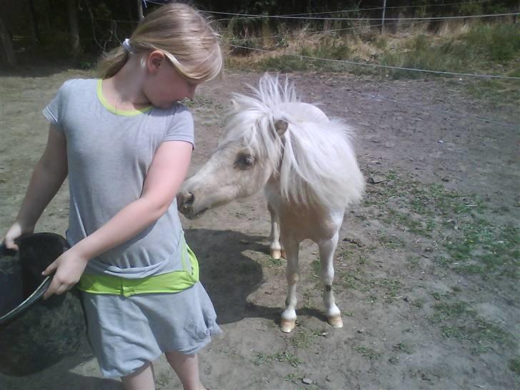 Shetlænder Stjernens Tika solgt billede 9