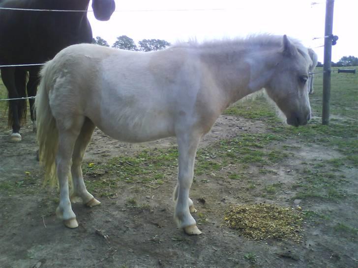 Shetlænder Stjernens Tika solgt billede 10