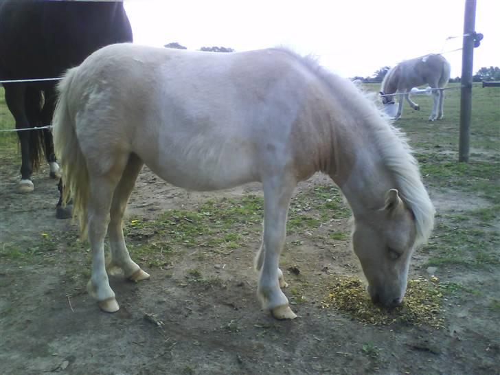 Shetlænder Stjernens Tika solgt billede 11