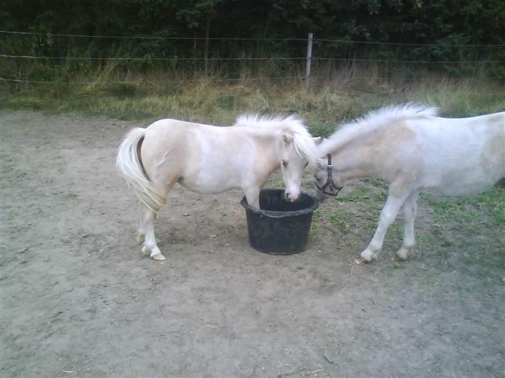 Shetlænder Stjernens Tika solgt billede 12