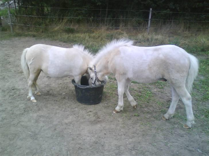 Shetlænder Stjernens Tika solgt billede 13