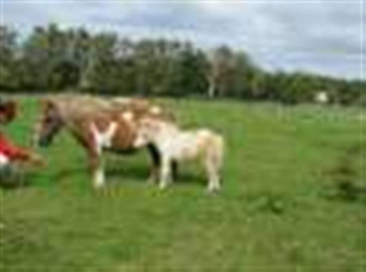 Shetlænder Stjernens Tika solgt billede 14